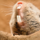Pain insensitivity allows highveld mole-rats to live alongside venomous Natal droptail ants.